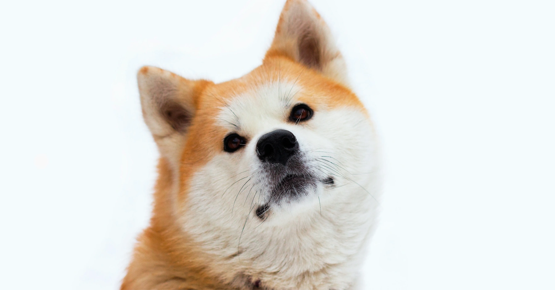 Akita Photo on Unsplash