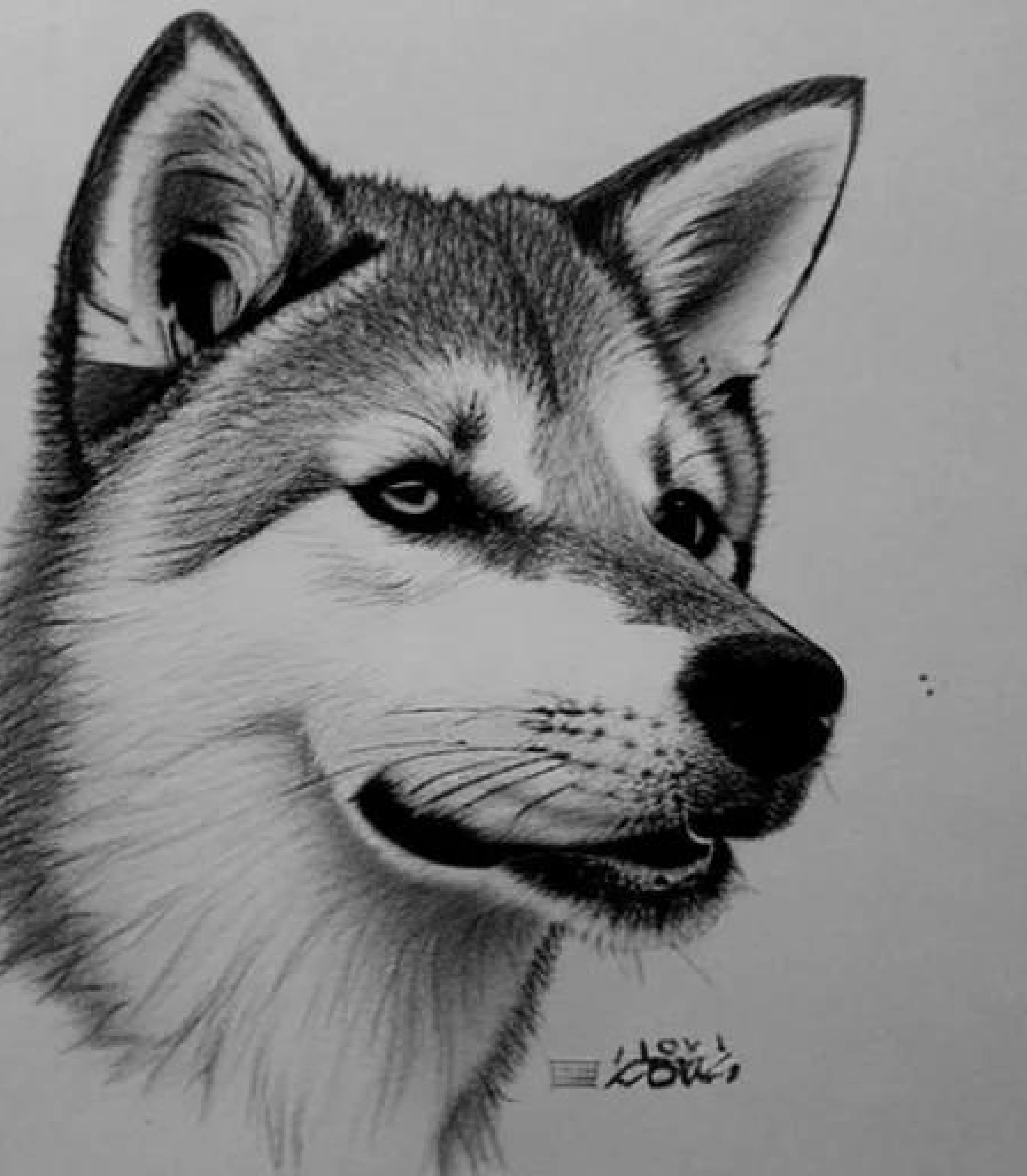 Akita in Monochrome pencil sketch art created using AI Draw our online AI Art generator Akita in Monochrome pencil sketch style and Bowtie created using AI Draw our online AI Art generator