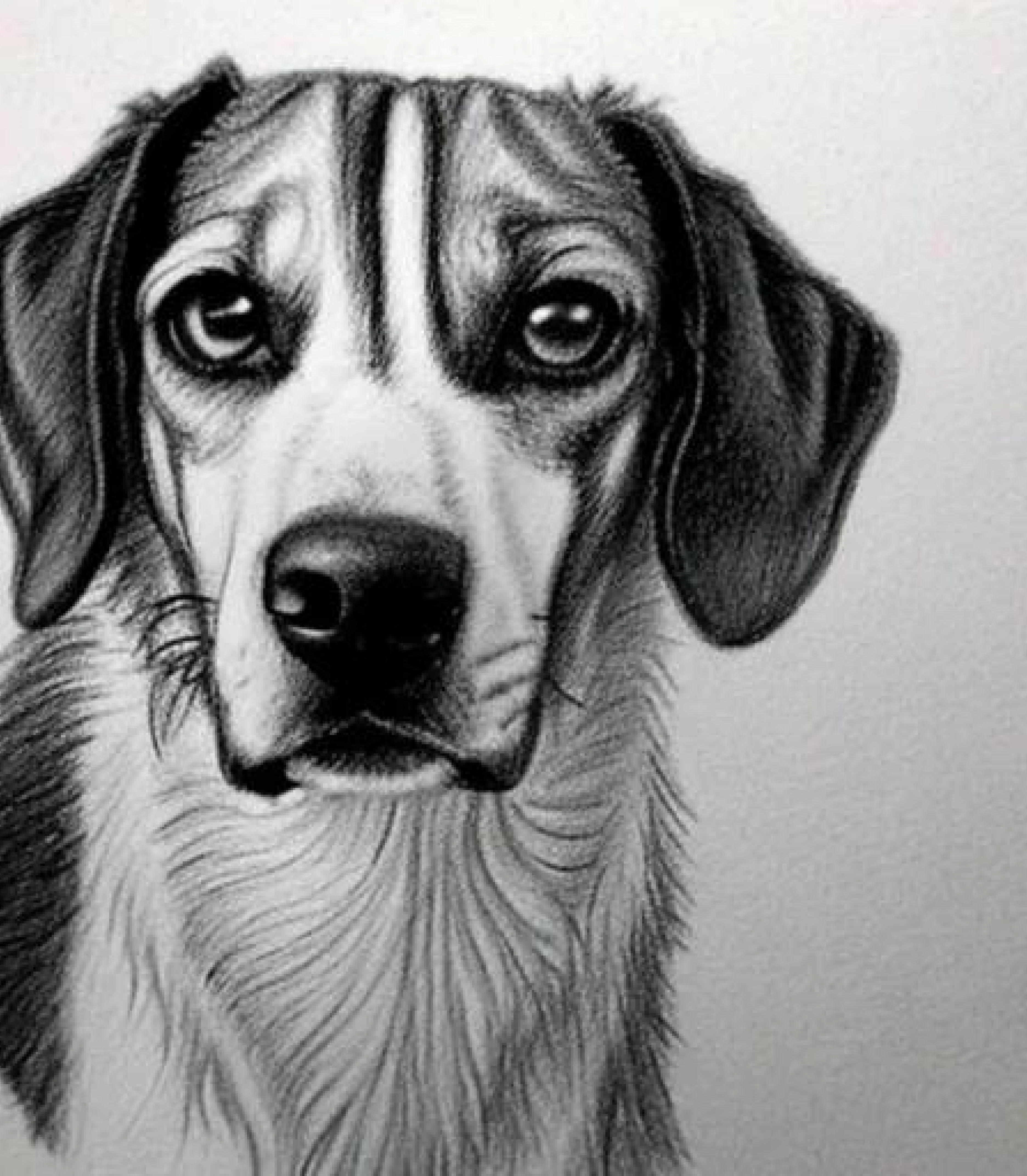 Beagle in Monochrome pencil sketch art created using AI Draw our online AI Art generator Beagle in Monochrome pencil sketch style and Bowtie created using AI Draw our online AI Art generator