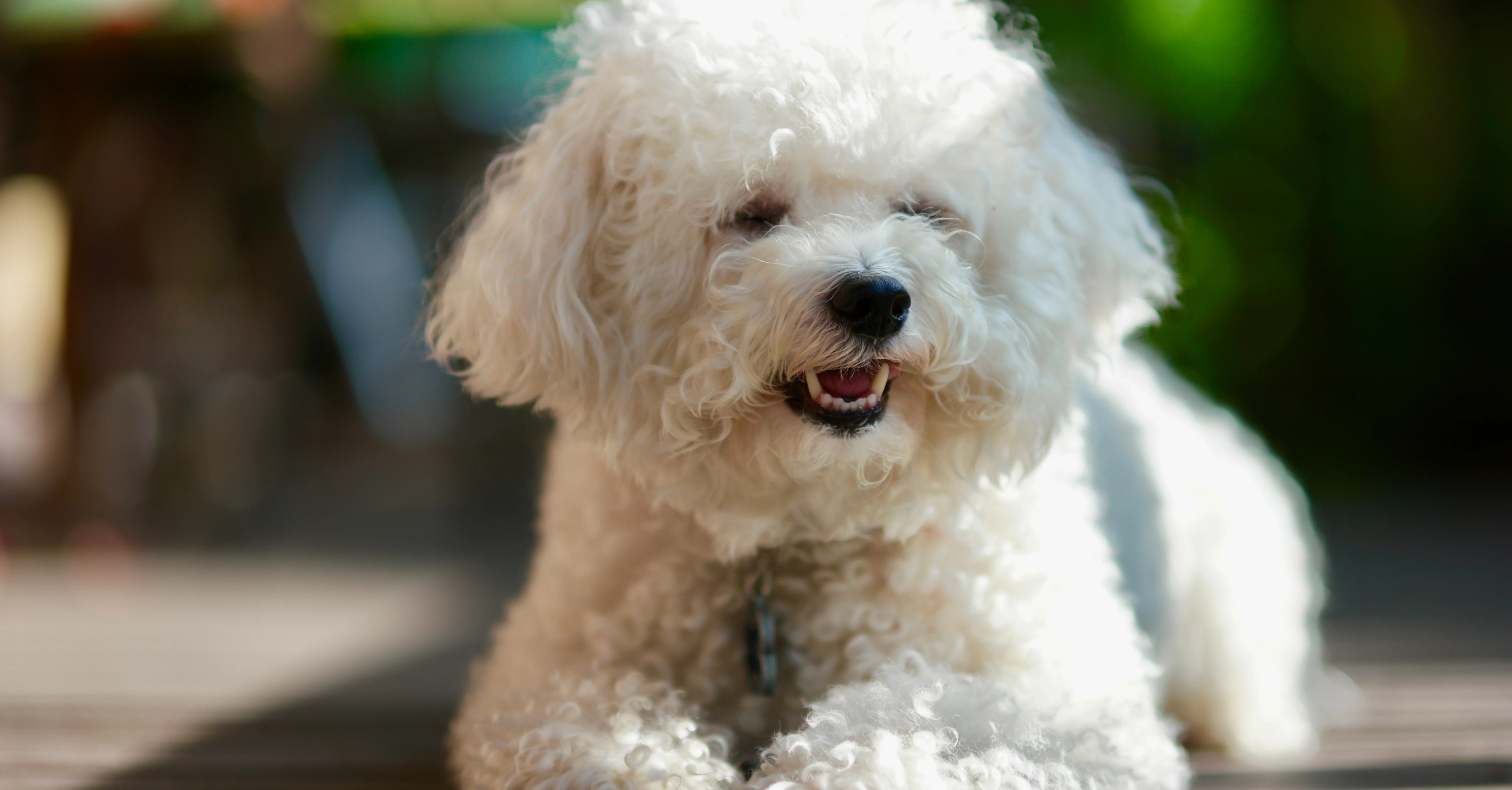 Bichon Frise Photo on Unsplash