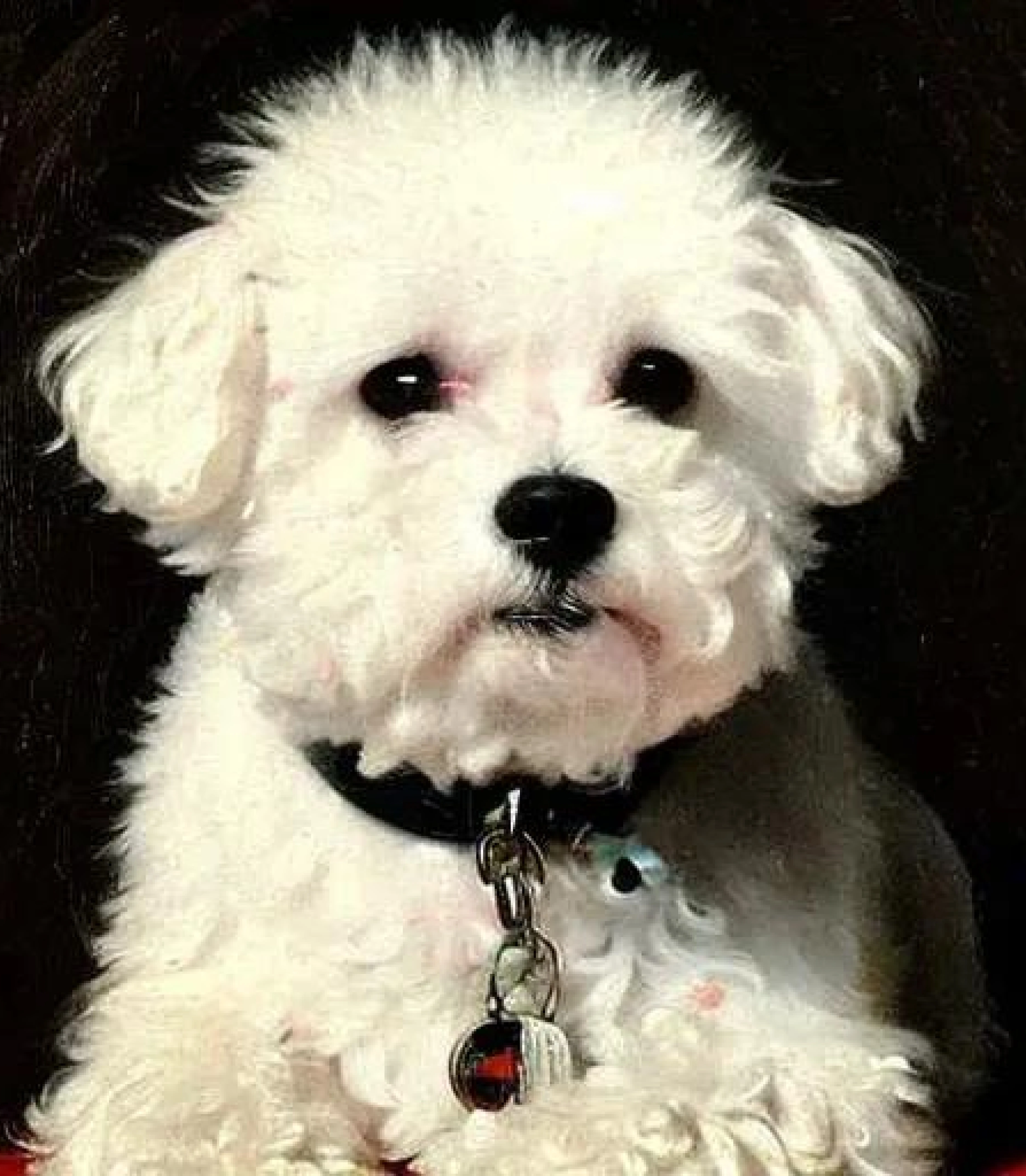 Bichon Frise in Baroque style created using AI Draw our online AI Art generator Bichon Frise in Baroque painting style created using AI Draw our online AI Art generator