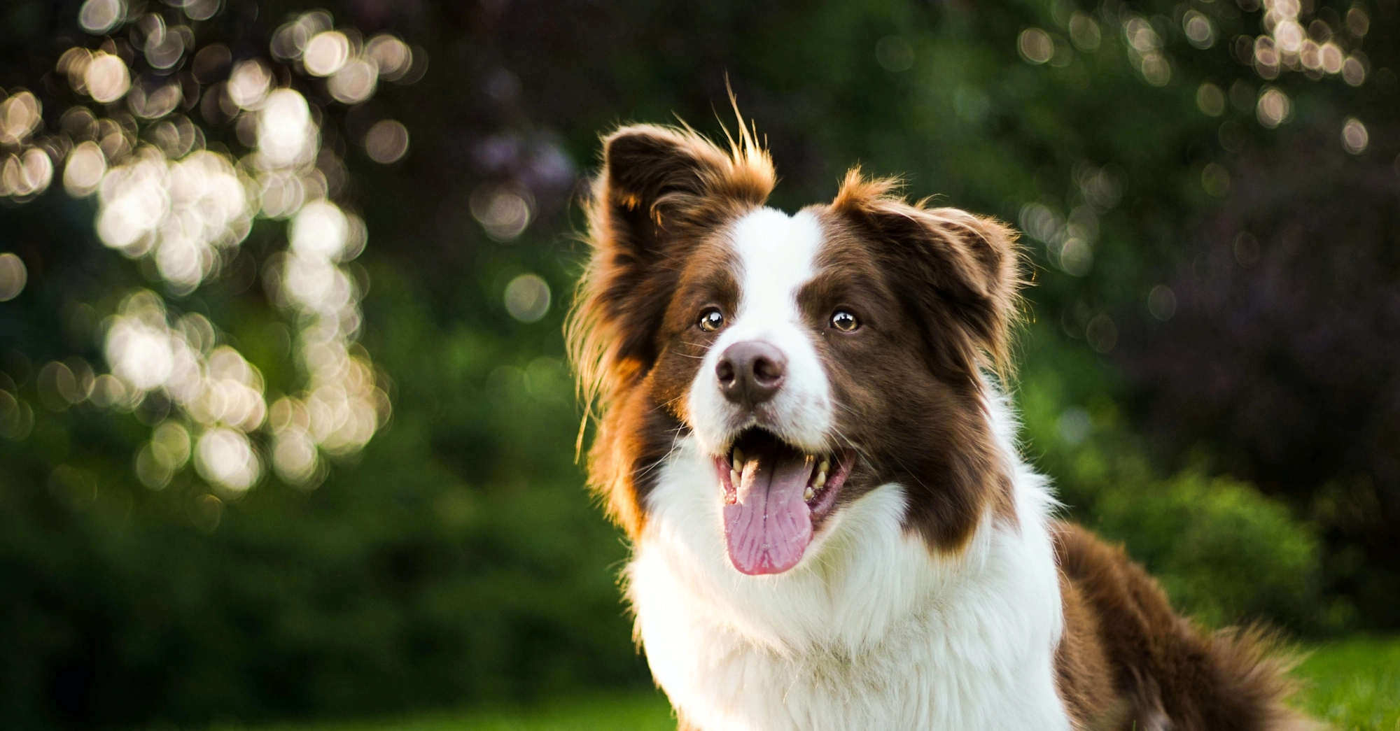 Border Collie in the Forest picture Photo on Unsplash