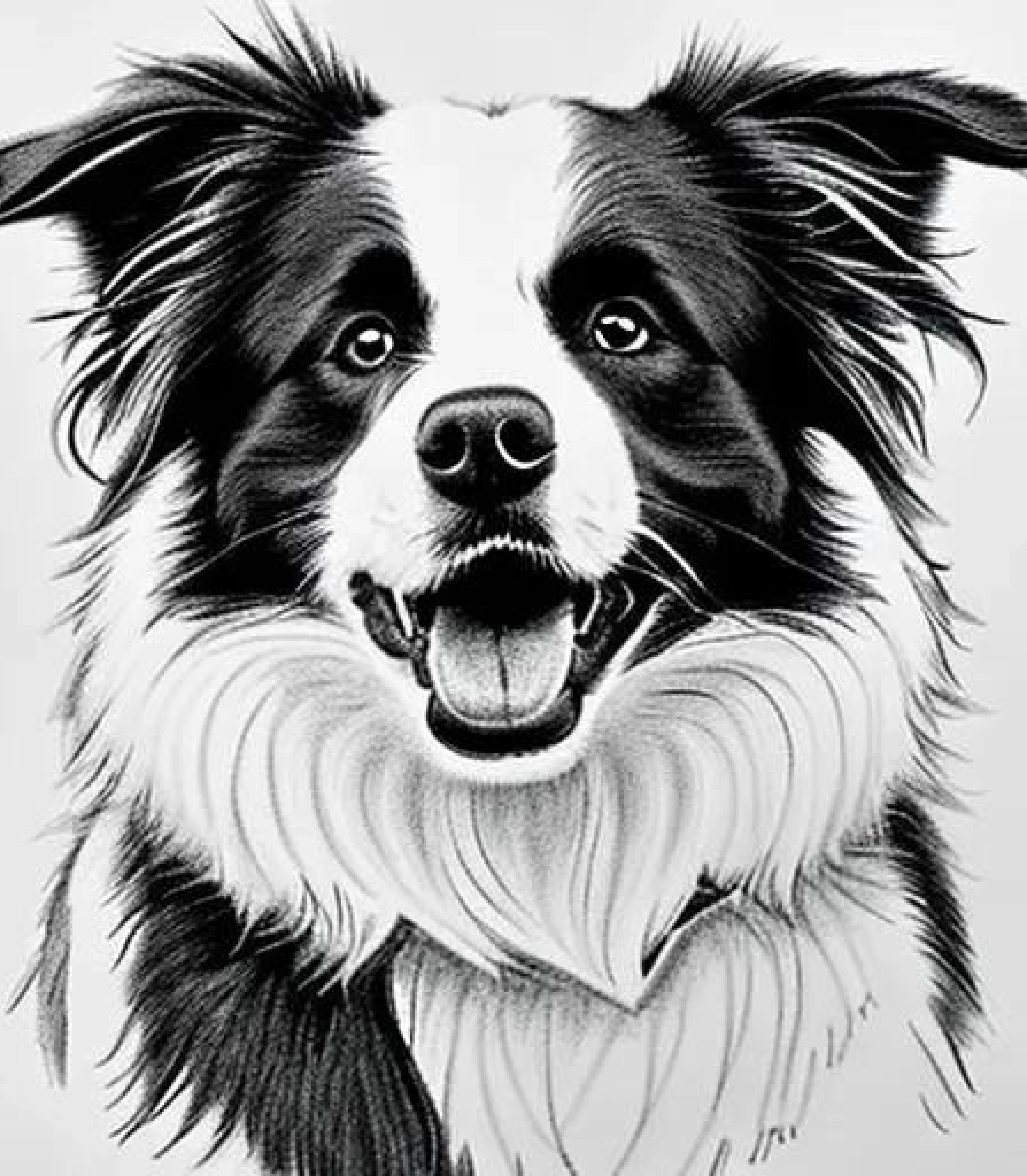 Border Collie in Pencil Sketch style created using AI Draw Border Collie in Pencil Sketch style created using AI Draw