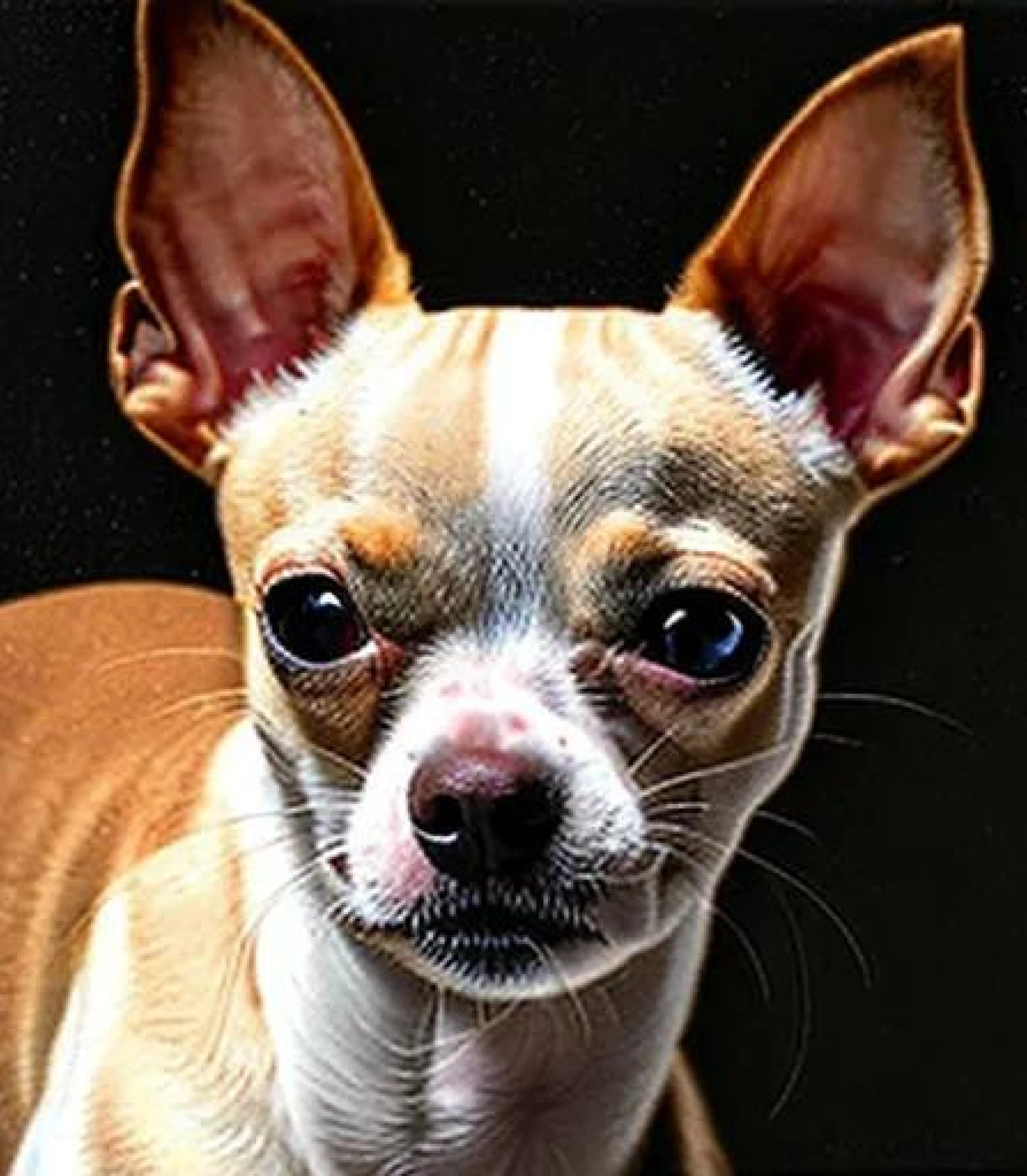 Chihuahua in Baroque style created using AI Draw our online AI Art generator Chihuahua in Baroque painting style created using AI Draw our online AI Art generator