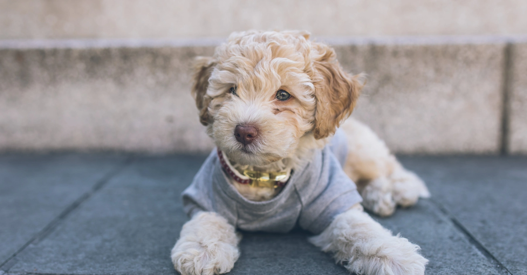 Cockapoo in a sweater - Photo on Unsplash