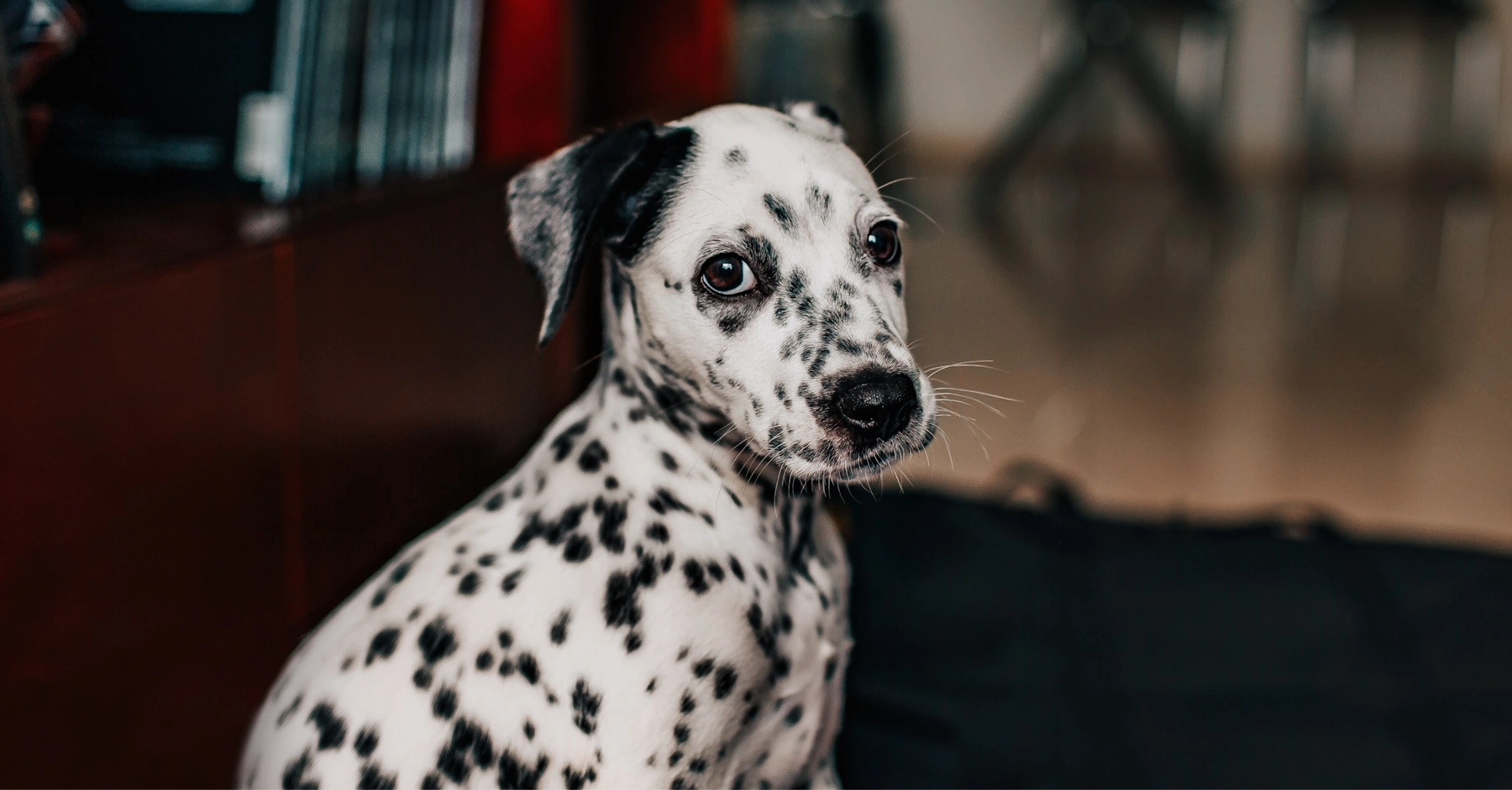 Dalmatian Photo on Unsplash