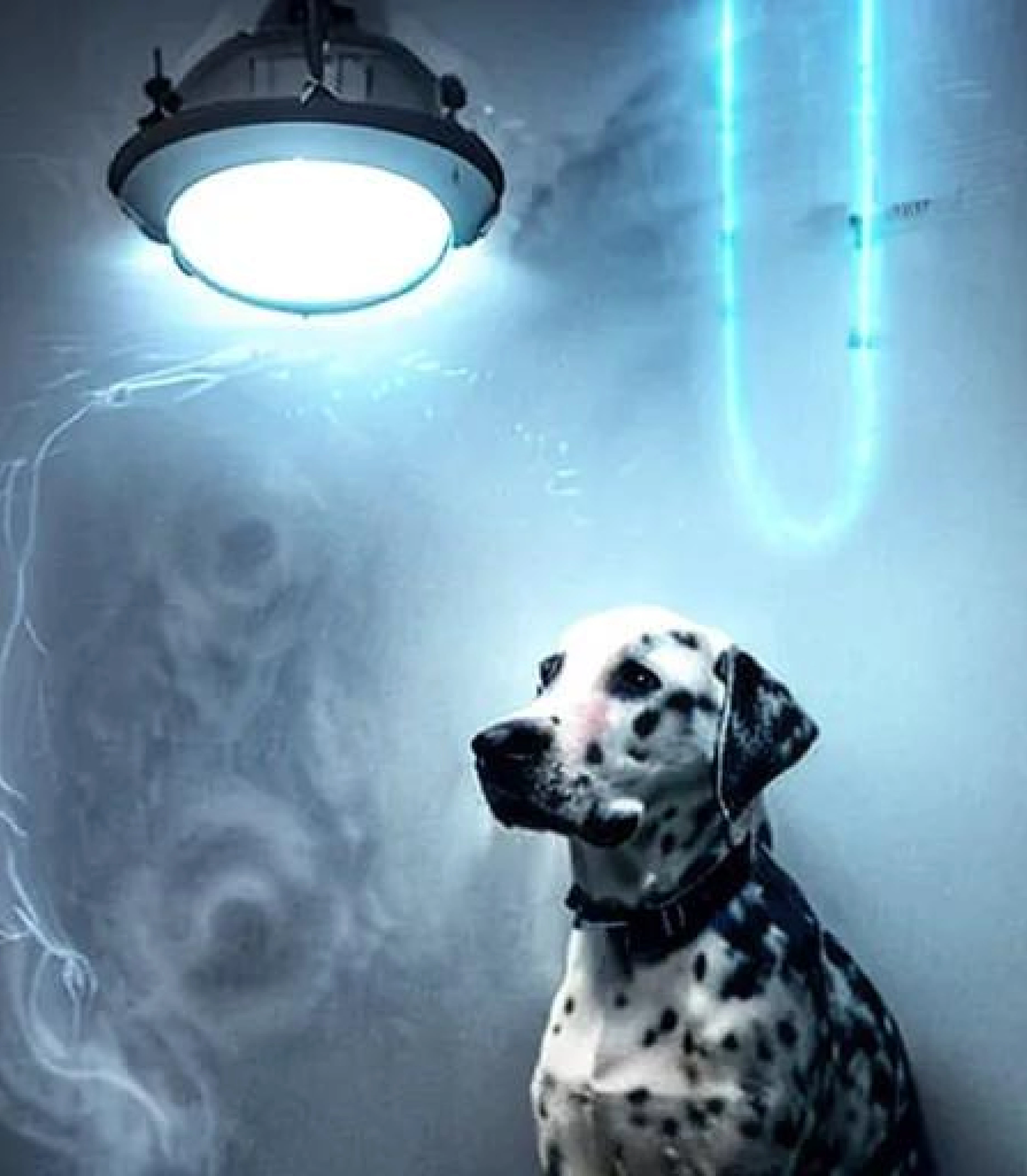 Dalmatian in wacky fantasy painting created using AI Draw our online AI Art generator Dalmatian in Wacky fantasy painting created using AI Draw our online AI Art generator