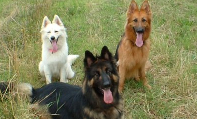 Group of German Shepherd Dogs Group of German Shepherd Dogs