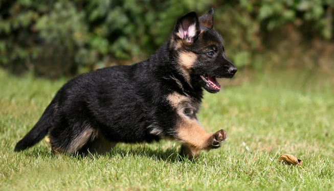 German Shepherd Dog