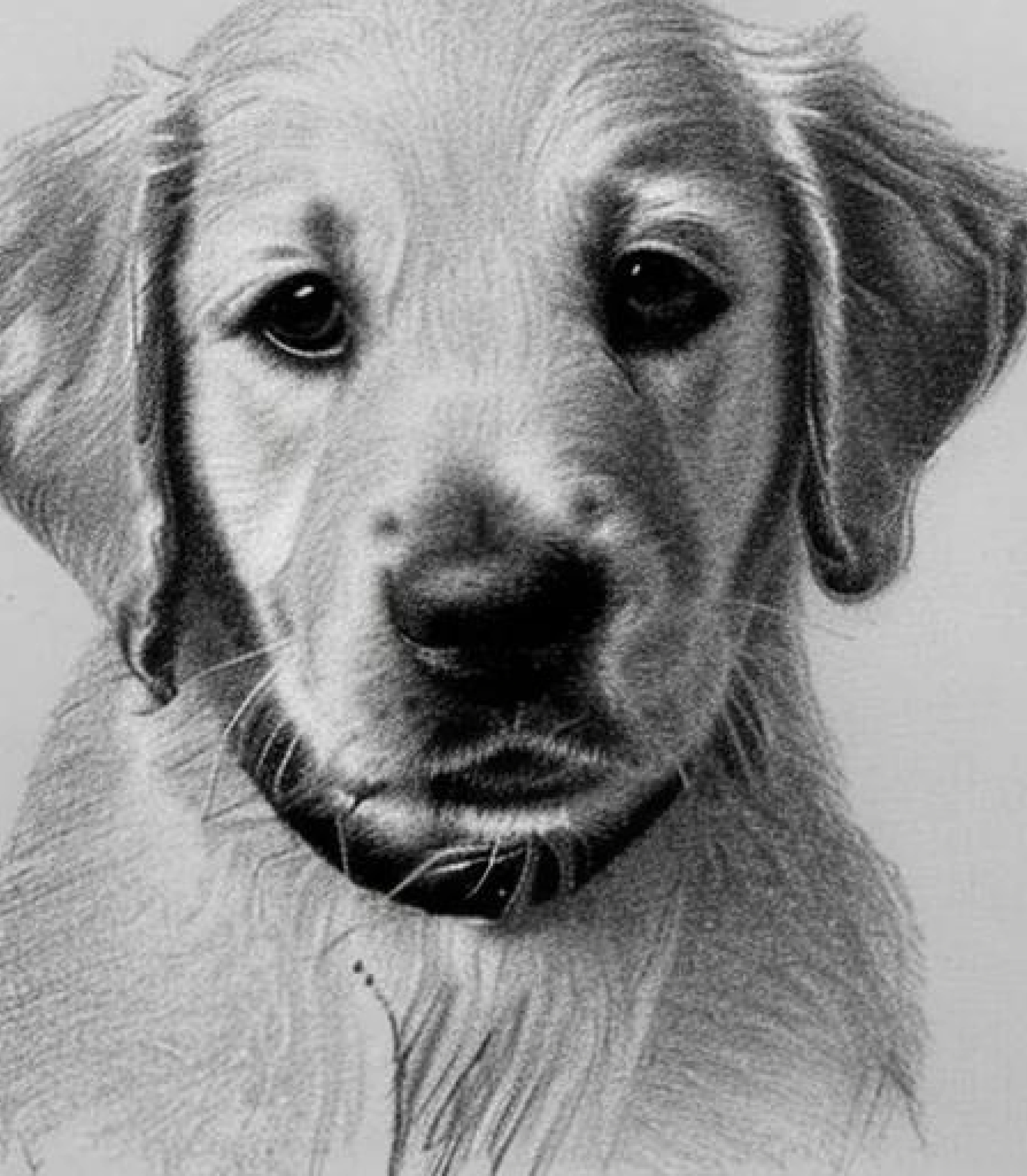 Golden Retriever in Monochrome pencil sketch art created using AI Draw our online AI Art generator Golden Retriever in Monochrome pencil sketch style and Bowtie created using AI Draw our online AI Art generator
