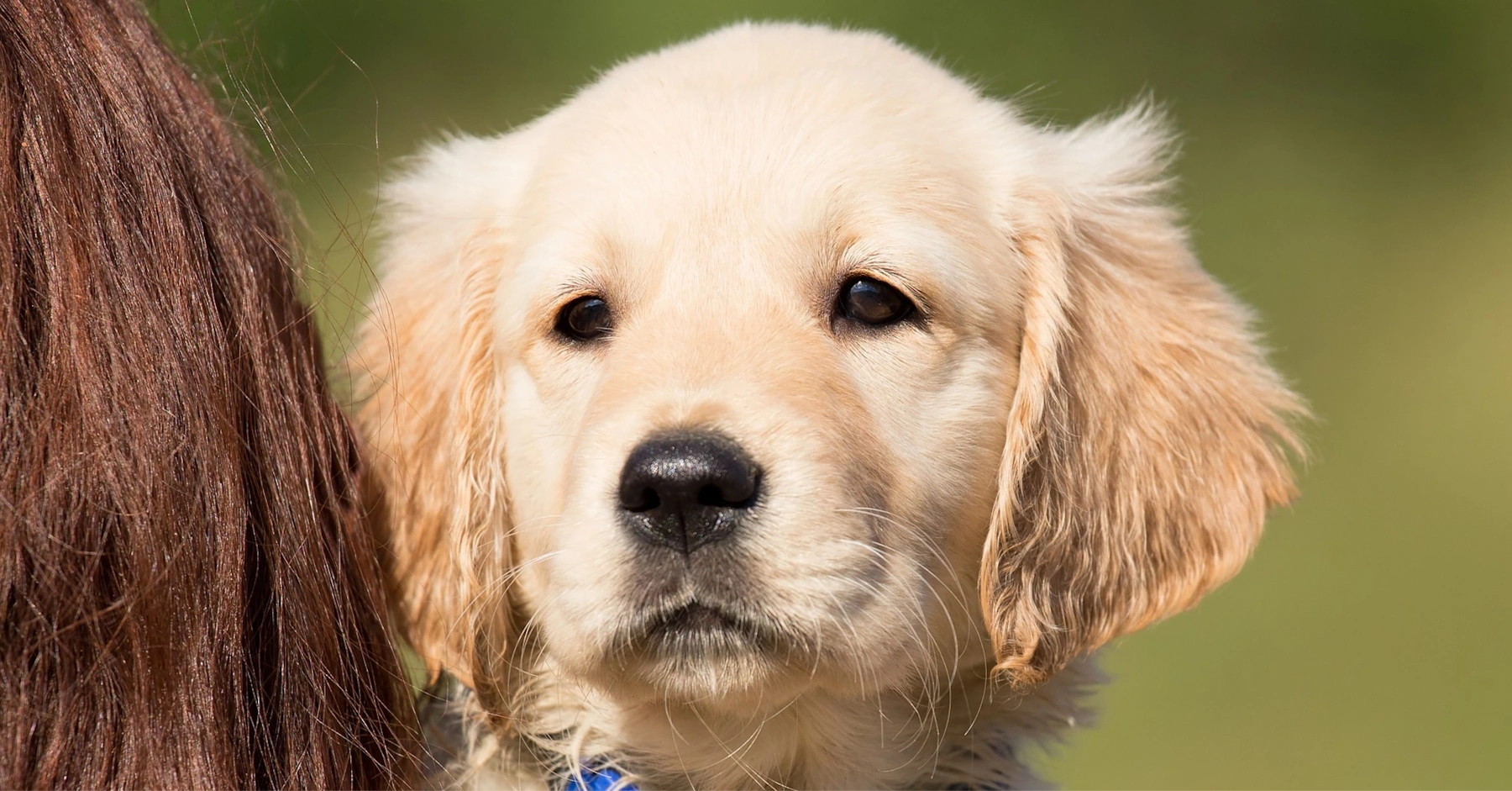 Golden retriever Photo on Unsplash