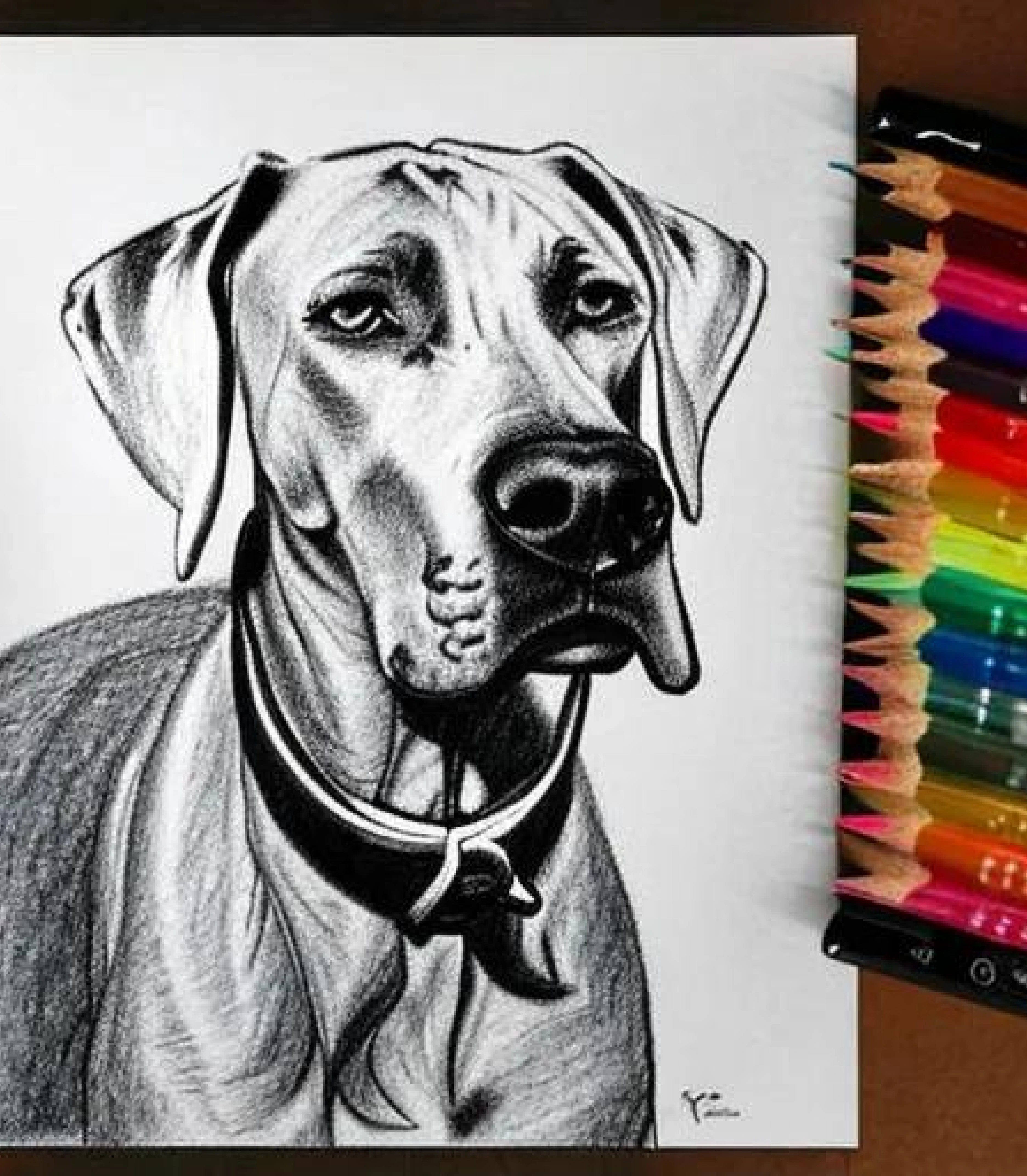 Great Dane in Coloured pencil sketch created using AI Draw our online AI Art generator Great Dane in Coloured pencil sketch created using AI Draw our online AI Art generator