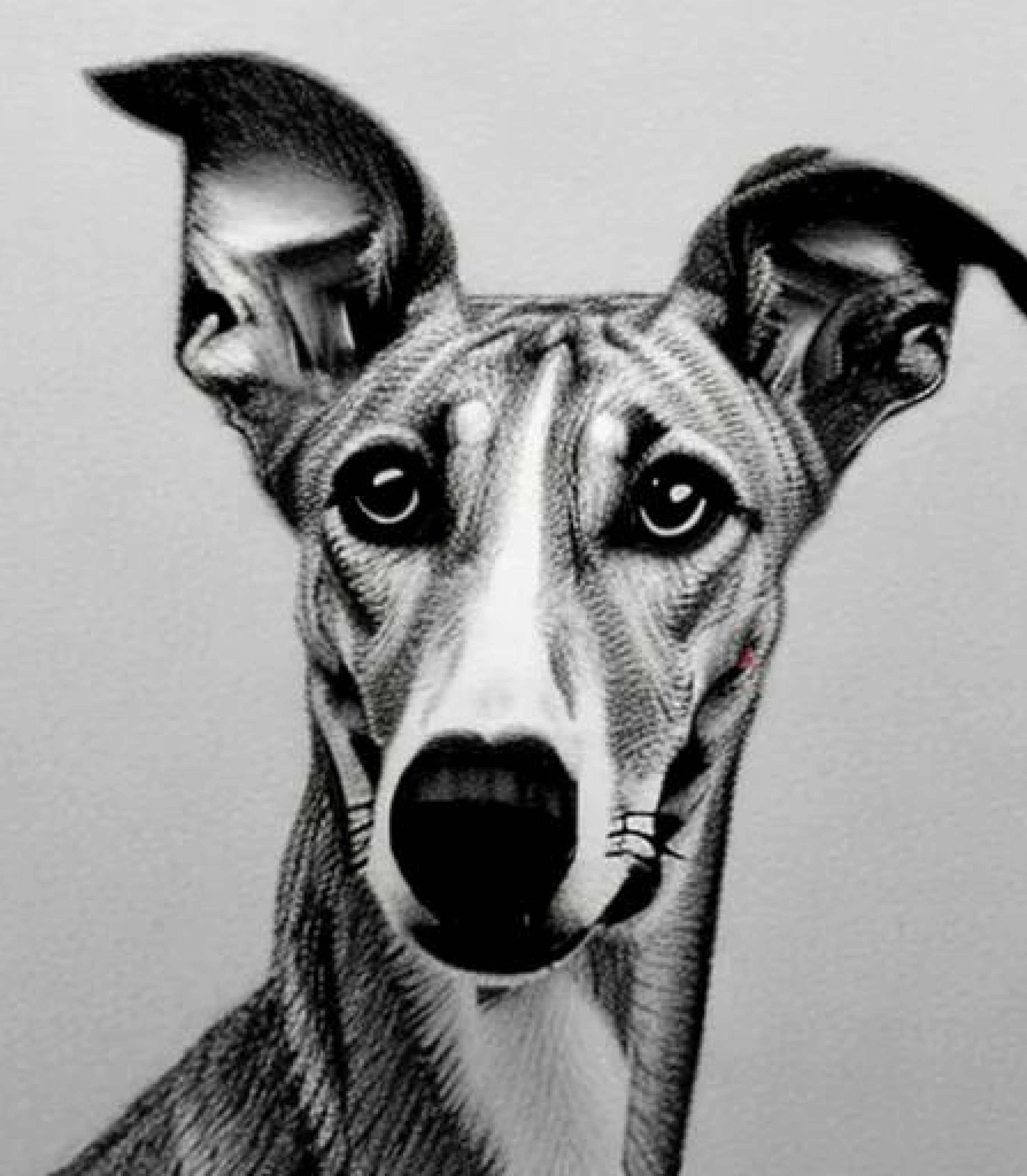 GreyHound in Monochrome pencil sketch art created using AI Draw our online AI Art generator GreyHound in Monochrome pencil sketch style and Bowtie created using AI Draw our online AI Art generator