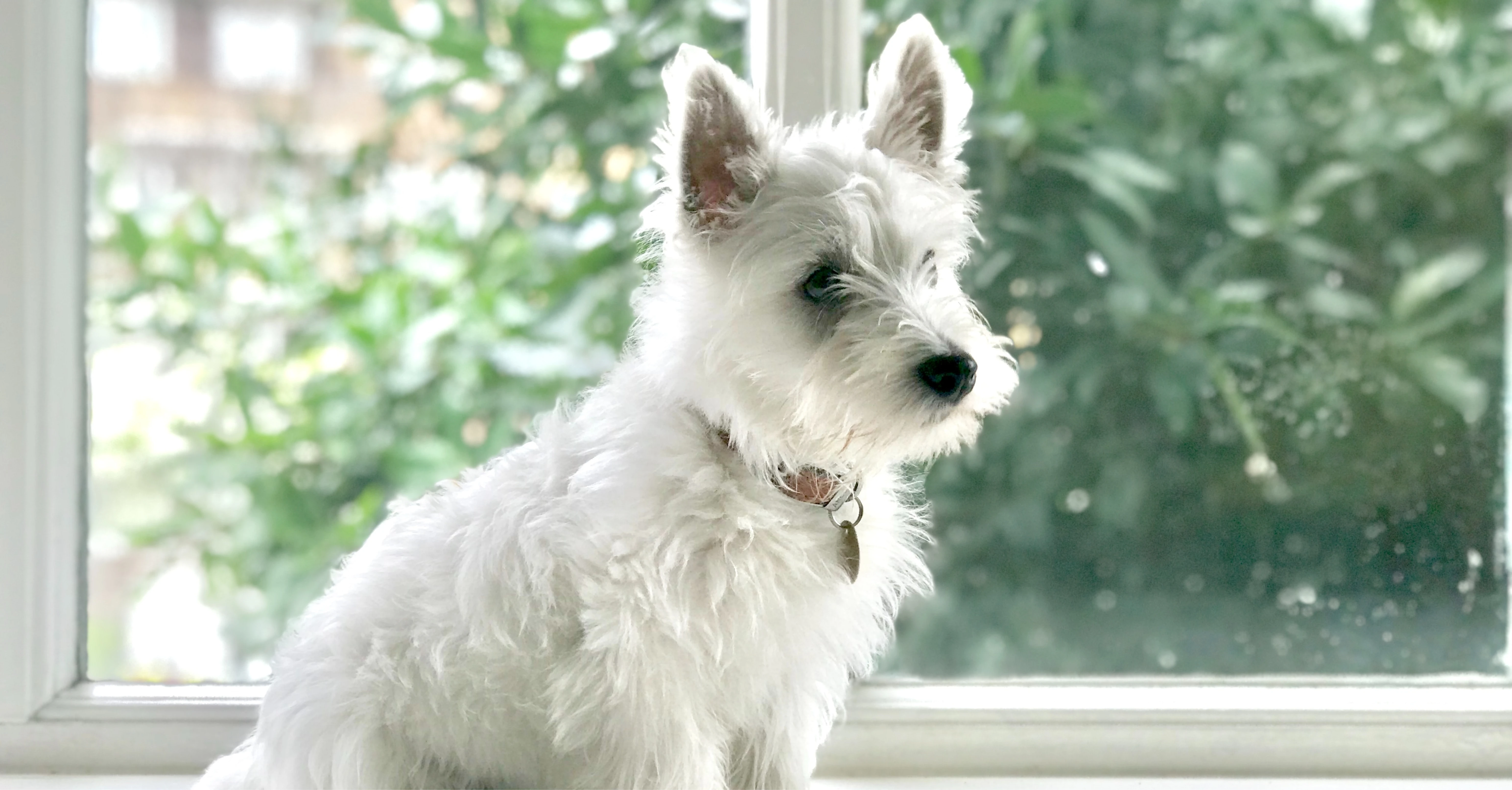 West Highland Terrier Photo on Unsplash