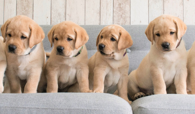 Labrador Puppies