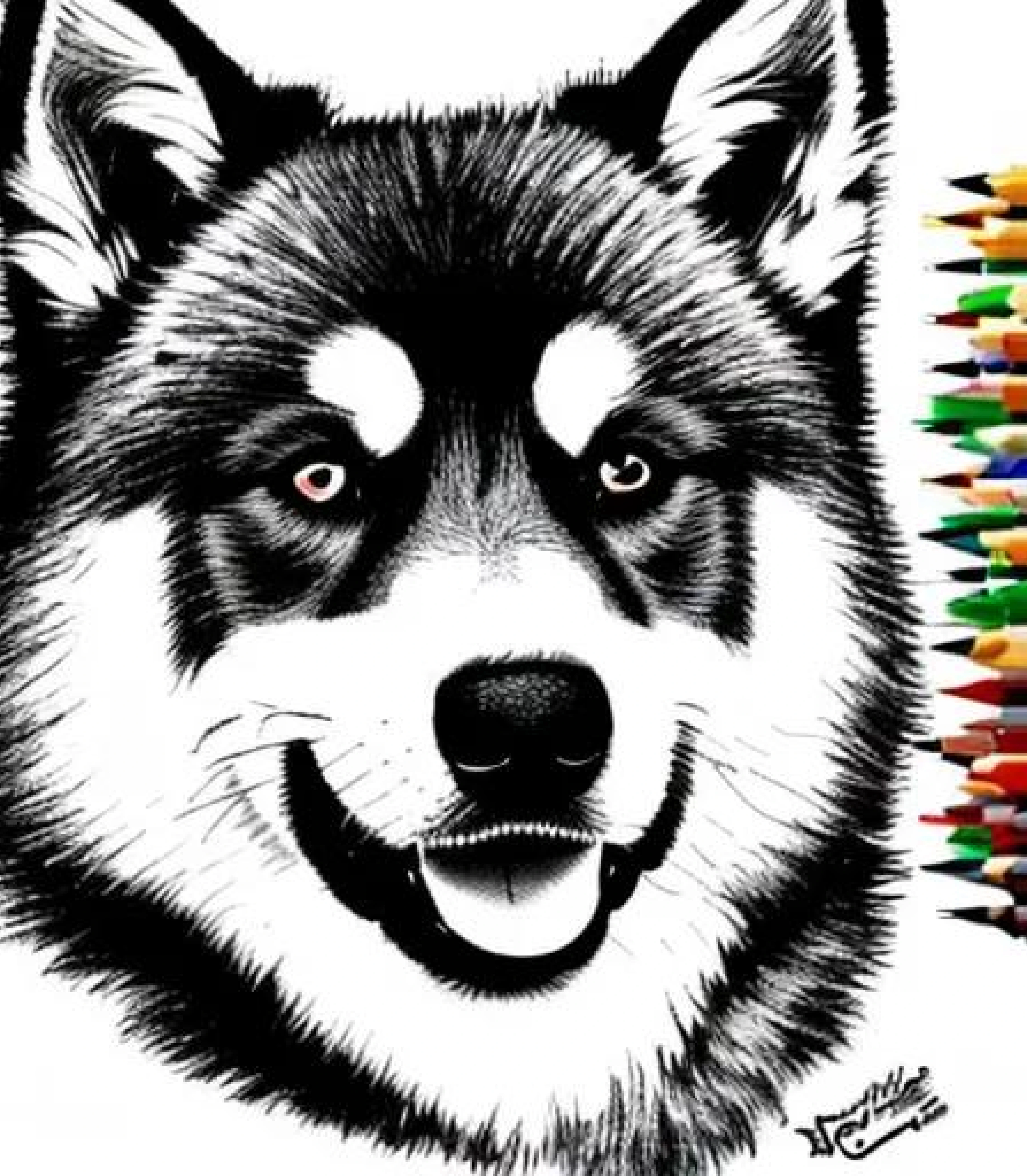 Alaskan Malmute in Coloured pencil sketch created using AI Draw Alaskan Malmute in Coloured pencil sketch created using AI Draw