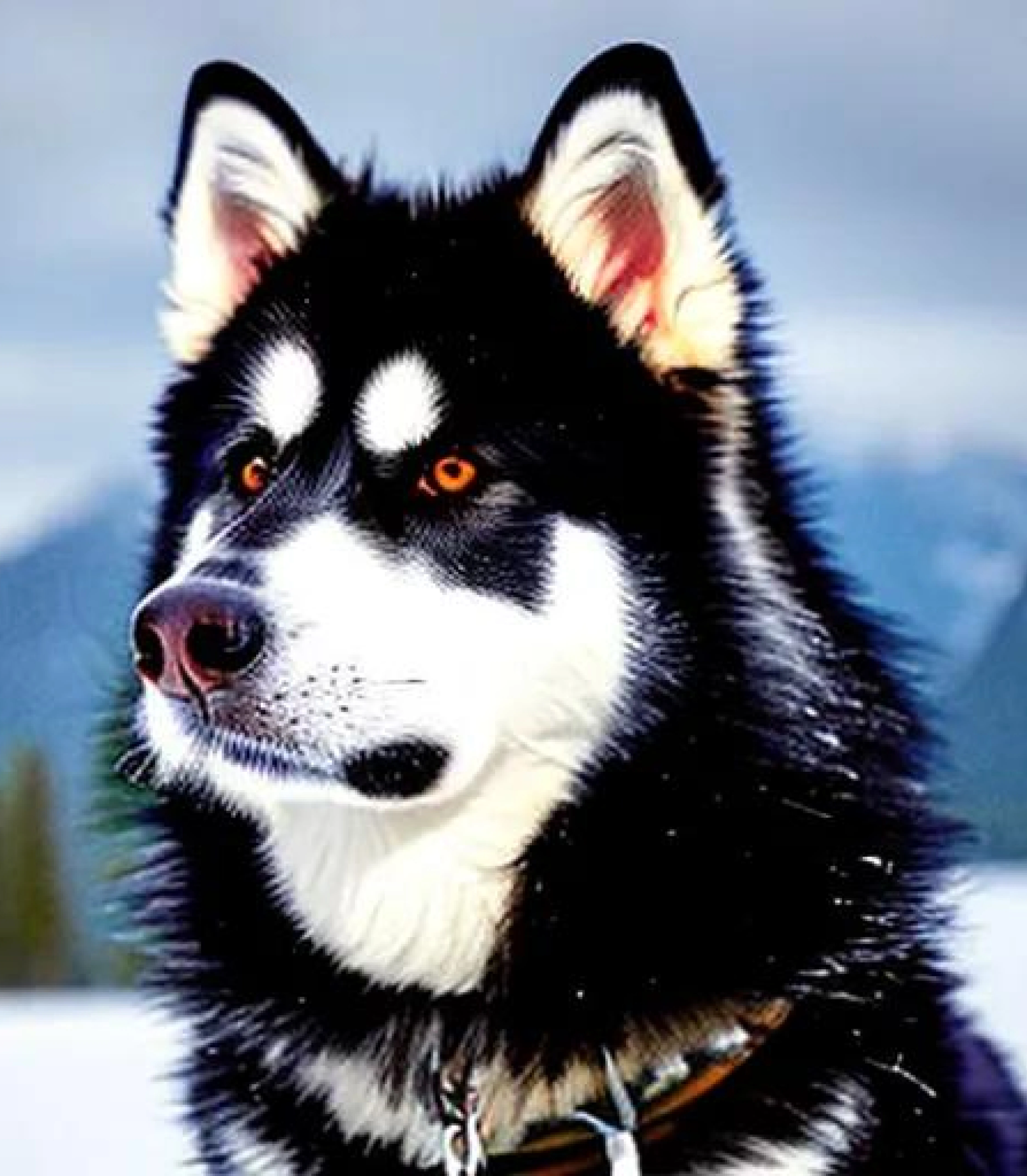 Alaskan Malmute in realistic photograph style created using AI Draw Alaskan Malmute in realistic photograph style created using AI Draw