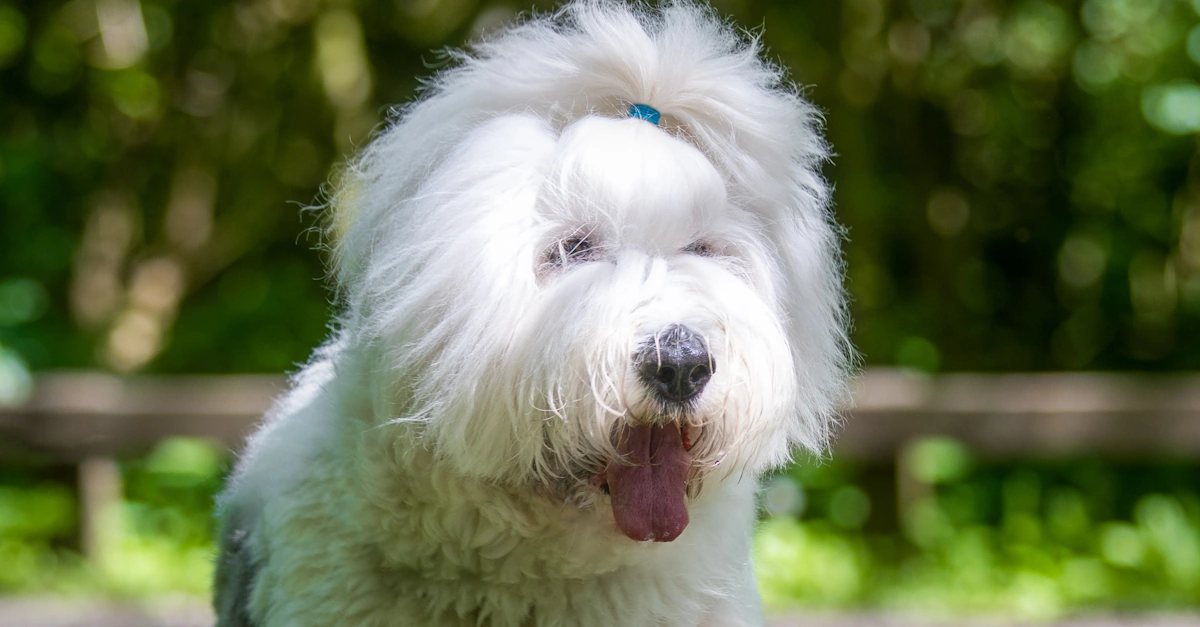 Sheepdog photo from Unsplash