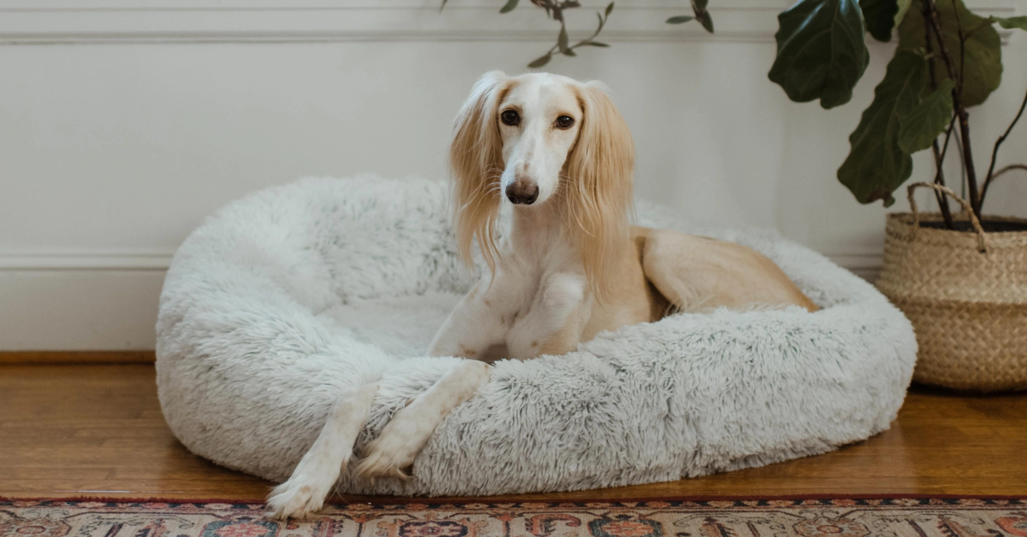 Saluki Cover Photo from Unsplash