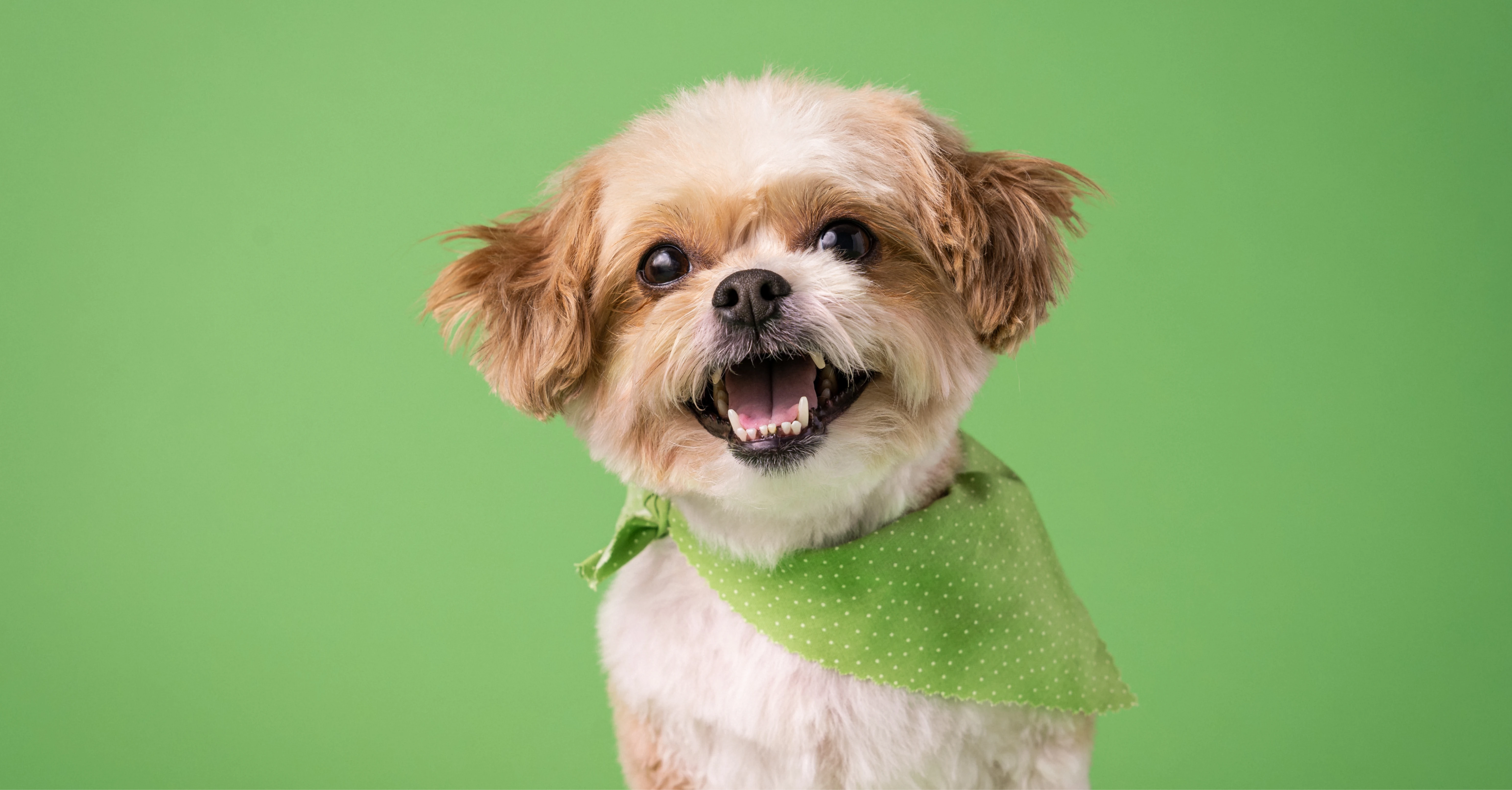 Shih tzu Photo on Unsplash