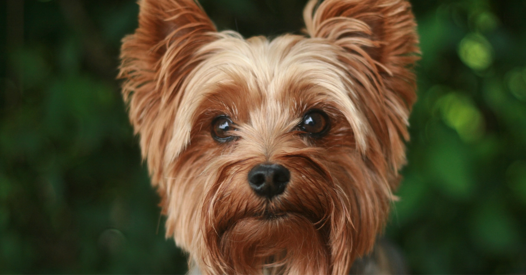 Terrier Photo on Unsplash