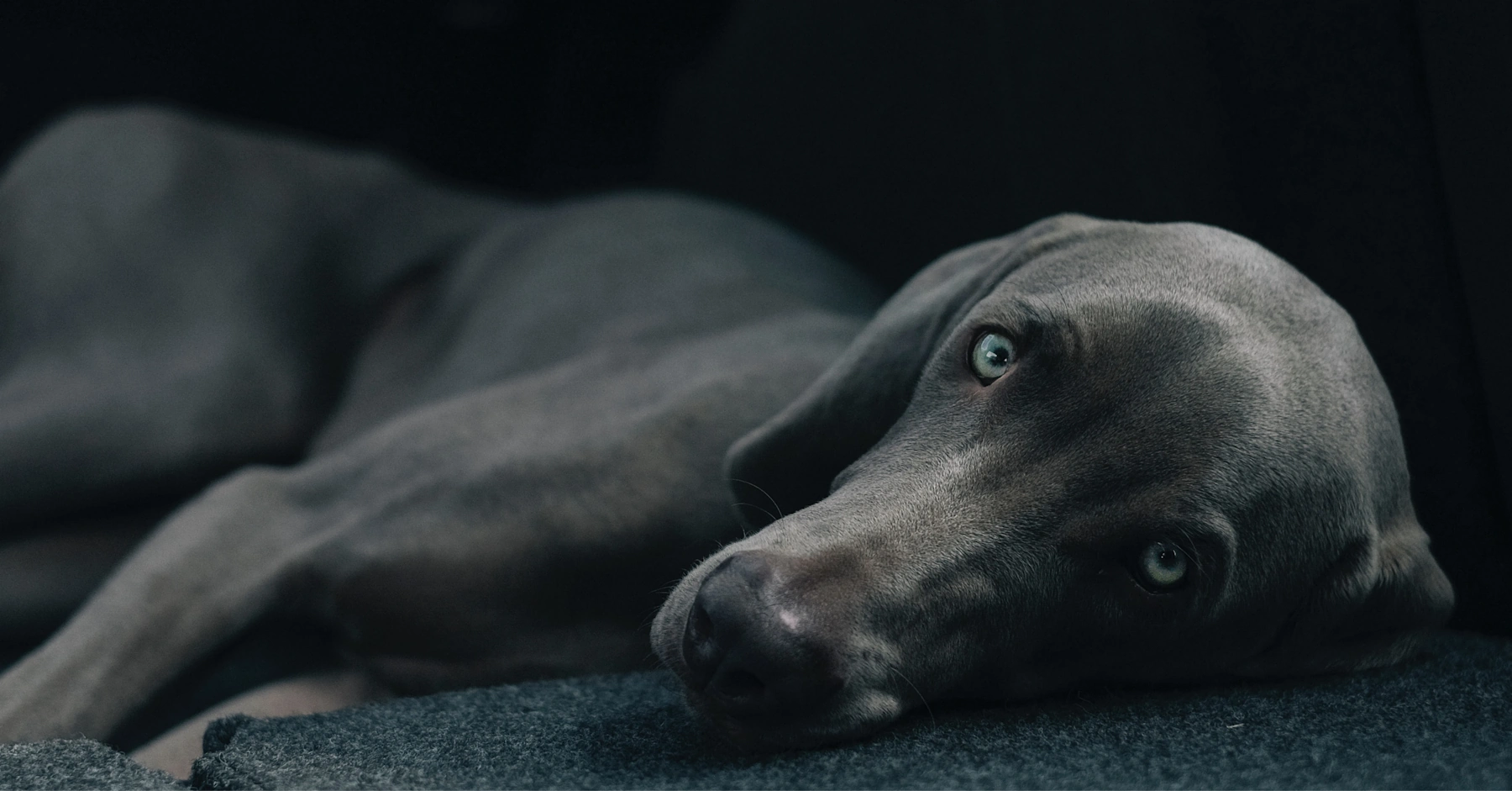 Weimaraner Photo on Unsplash